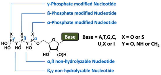 non_hydrolyzable